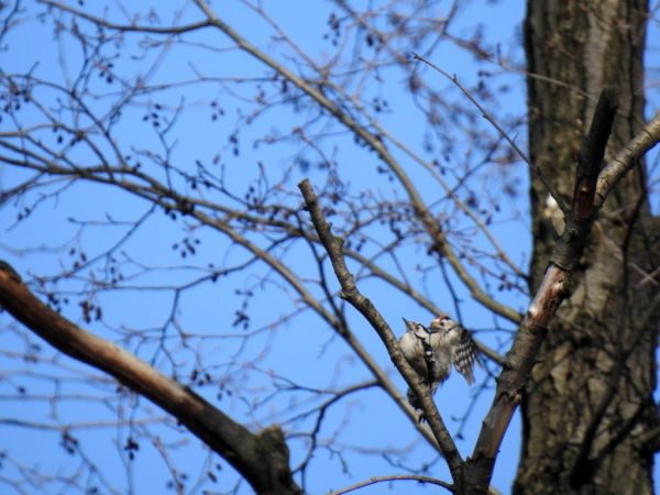 Pic épeichette  - Jarosław Słowikowski