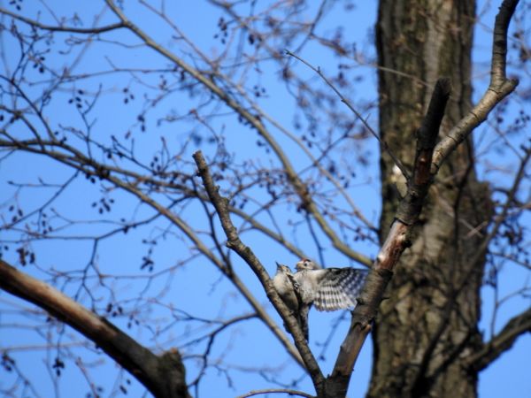 dzięciołek  - Jarosław Słowikowski
