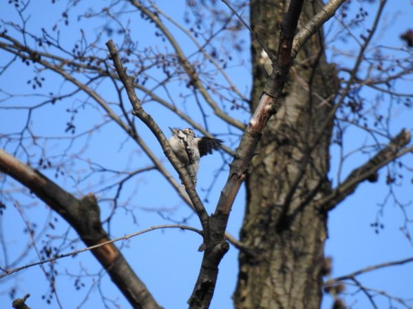 dzięciołek  - Jarosław Słowikowski