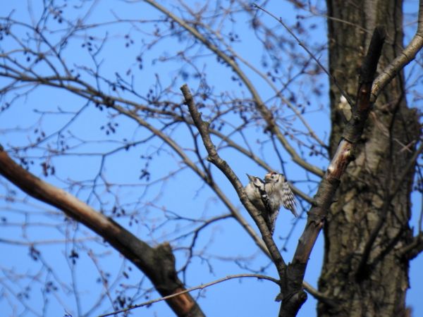 Kleinspecht  - Jarosław Słowikowski