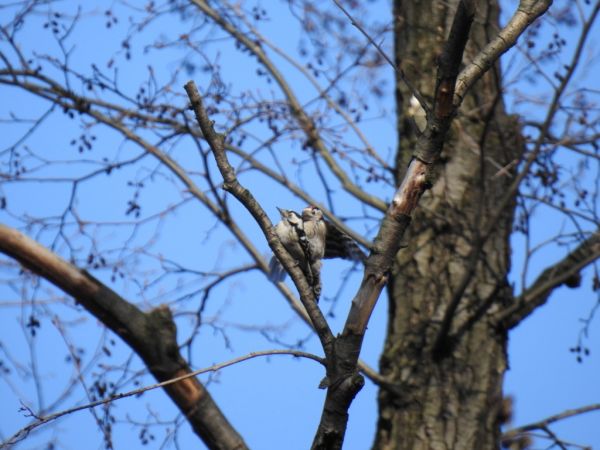 dzięciołek  - Jarosław Słowikowski