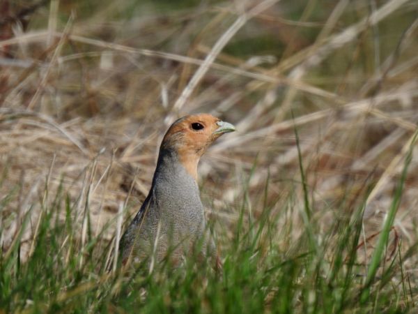 kuropatwa  - Jarosław Słowikowski