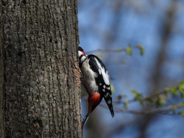 Buntspecht  - Jarosław Słowikowski