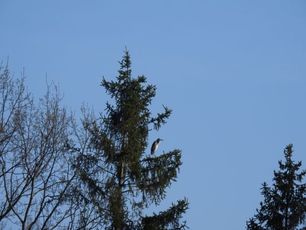 Grey Heron  - Jarosław Słowikowski