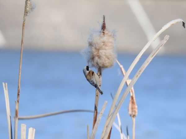 Rémiz penduline  - Jarosław Słowikowski