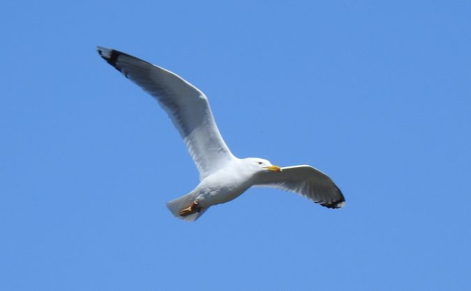 Steppenmöwe  - Jarosław Słowikowski