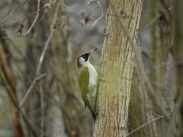 Grünspecht  - Jarosław Słowikowski