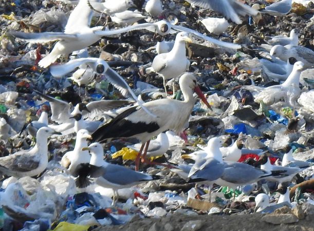 Cigogne blanche  - Jarosław Słowikowski