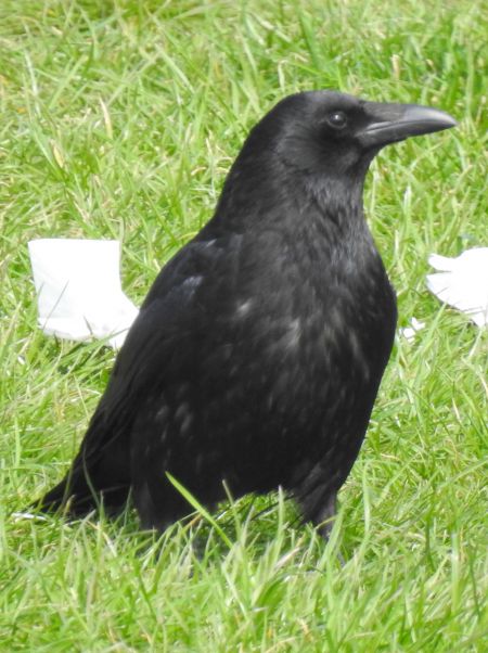 Corneille noire 