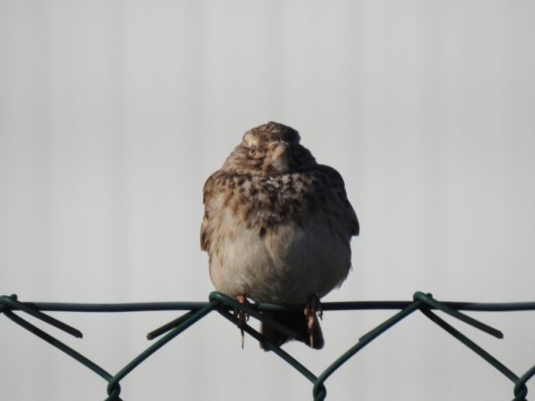 Crested Lark  - Jarosław Słowikowski