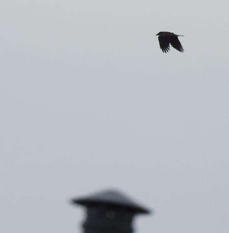 czarnowron  - Jarosław Słowikowski