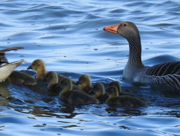 gęgawa  - Jarosław Słowikowski