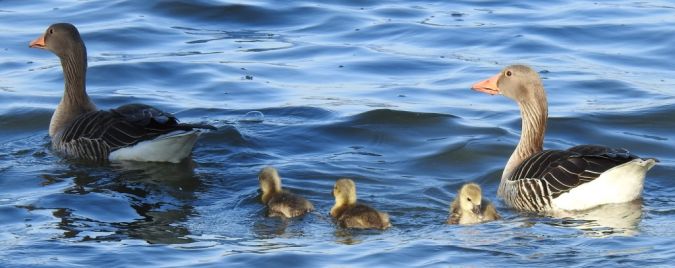 gęgawa  - Jarosław Słowikowski