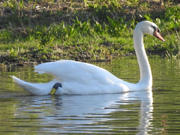 Mute Swan  - Jarosław Słowikowski