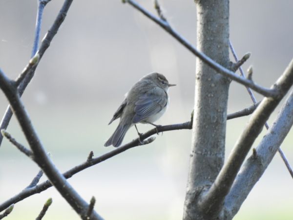 pierwiosnek  - Jarosław Słowikowski