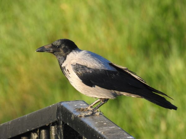 wrona siwa  - Jarosław Słowikowski