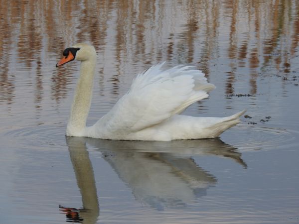 Cygne tuberculé  - Jarosław Słowikowski