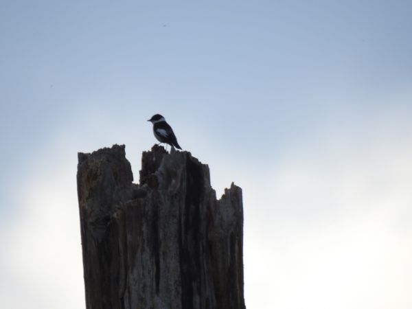 muchołówka białoszyja  - Jarosław Słowikowski