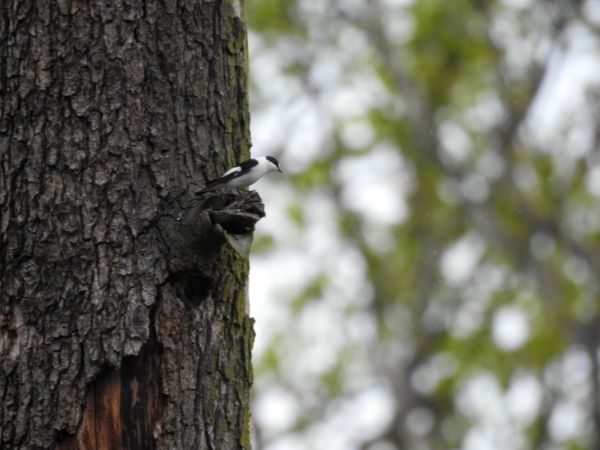 muchołówka białoszyja  - Jarosław Słowikowski