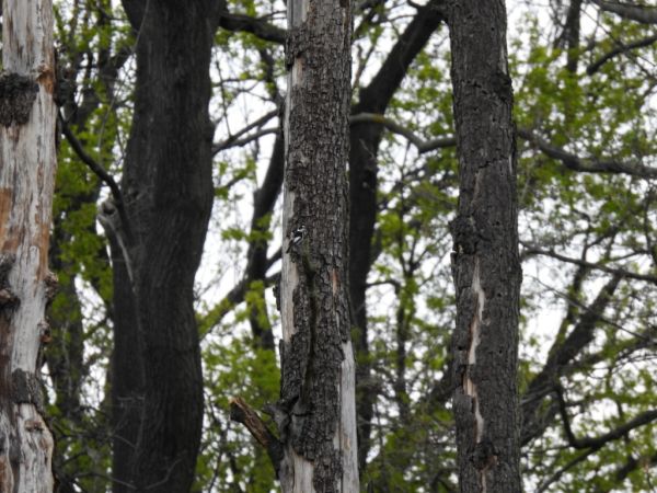 Collared Flycatcher  - Jarosław Słowikowski