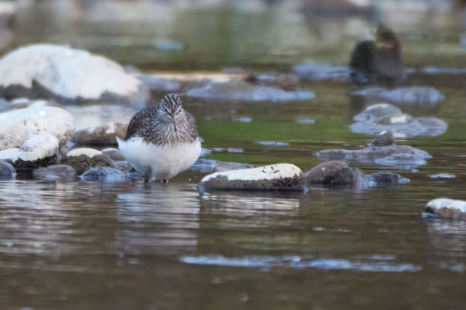 samotnik  - Tomasz Szymański