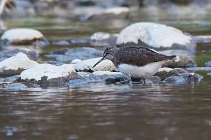 samotnik  - Tomasz Szymański