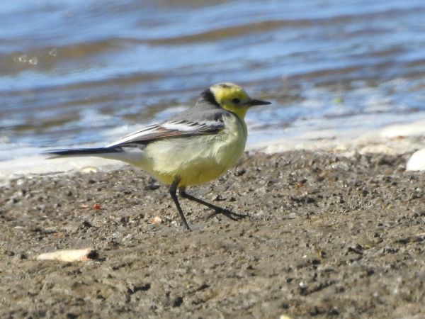pliszka cytrynowa  - Ryszard Chudzik