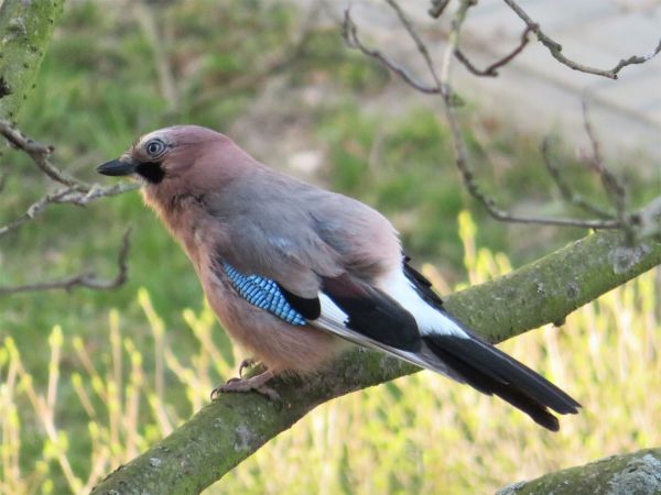 sójka  - Maria Madej