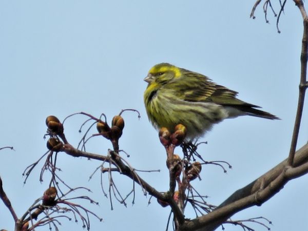 European Serin  - Maria Madej