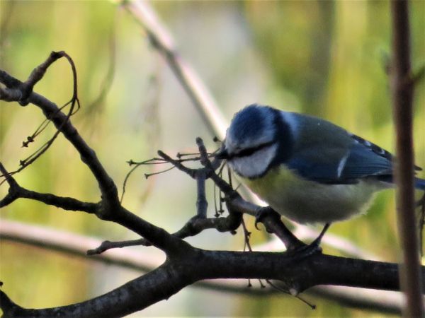 modraszka  - Maria Madej