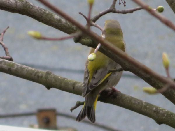 Grünfink  - Maria Madej