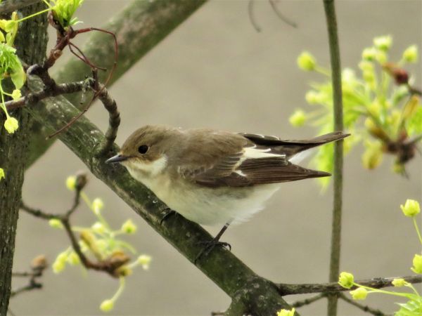 Trauerschnäpper  - Maria Madej