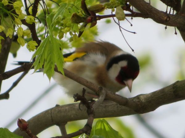 Stieglitz  - Maria Madej