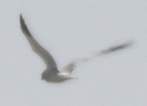 Busard pâle  - Jarosław Mydlak