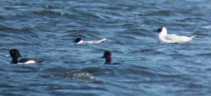 mewa mała  - Jarosław Mydlak