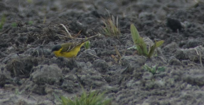 pliszka żółta (tundrowa, ssp. thunbergi)  - Jarosław Mydlak