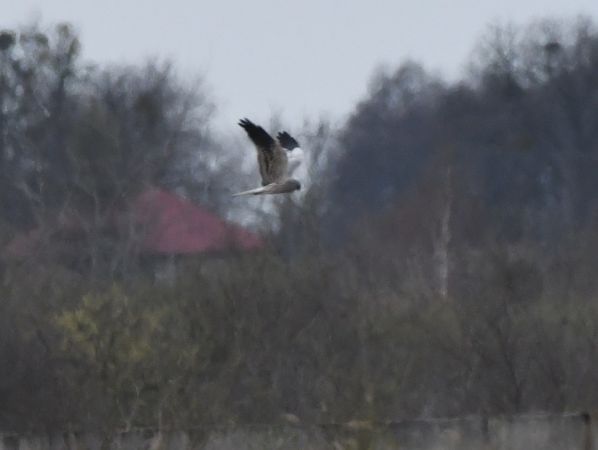 błotniak łąkowy  - Jarosław Mydlak