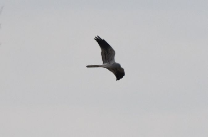 Wiesenweihe  - Jarosław Mydlak