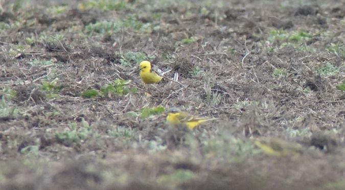 Zitronenstelze  - Jarosław Mydlak