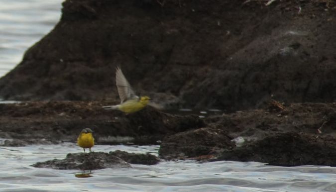 Bergeronnette citrine  - Jarosław Mydlak