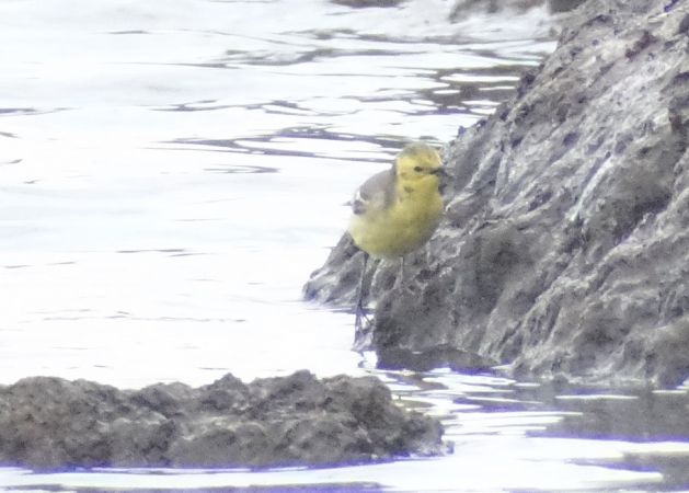 Bergeronnette citrine  - Jarosław Mydlak