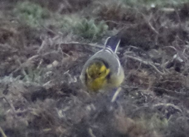 pliszka cytrynowa  - Jarosław Mydlak