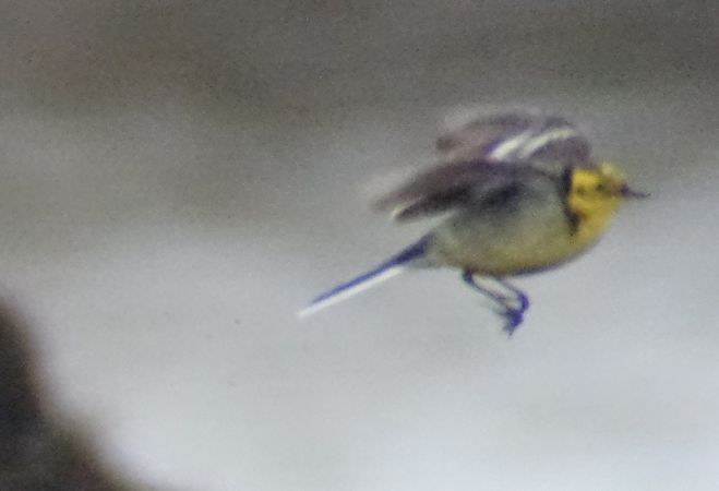 Bergeronnette citrine  - Jarosław Mydlak