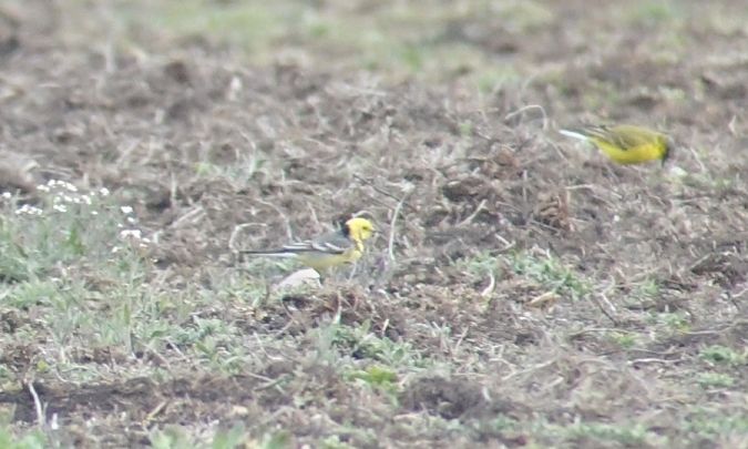 Bergeronnette citrine  - Jarosław Mydlak