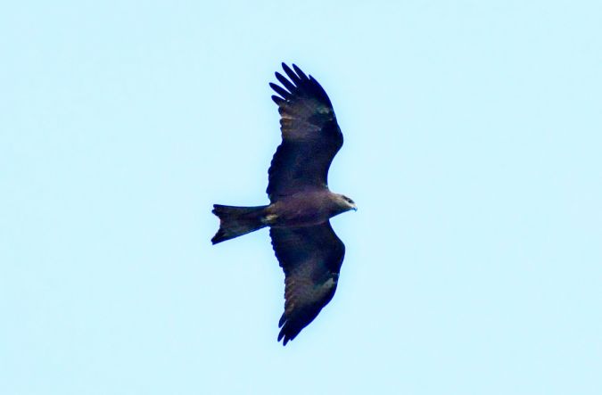 kania czarna  - Jarosław Mydlak