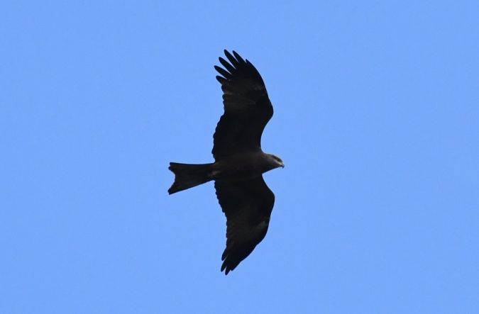 Schwarzmilan  - Jarosław Mydlak