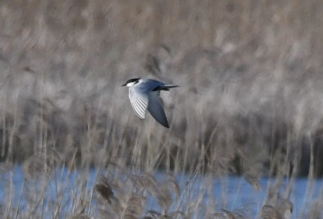 Weißbart-Seeschwalbe  - Jarosław Mydlak