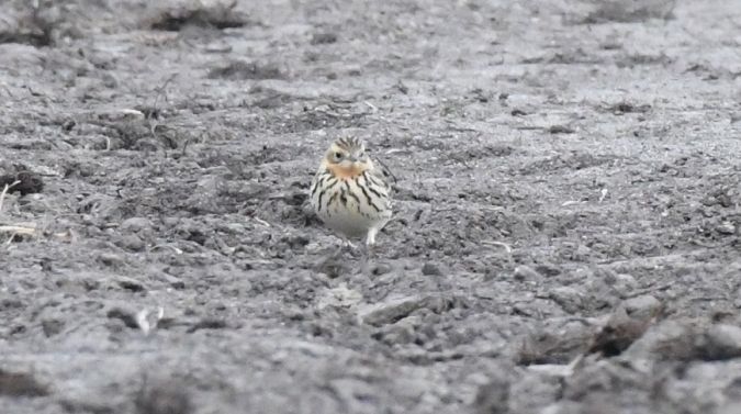 Pipit à gorge rousse  - Jarosław Mydlak