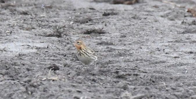 Pipit à gorge rousse  - Jarosław Mydlak