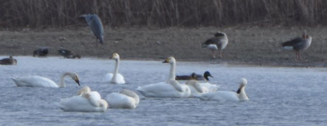 Cygne de Bewick  - Michał Włodarczyk